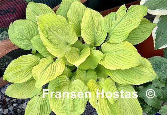 Hosta Ivory Tower